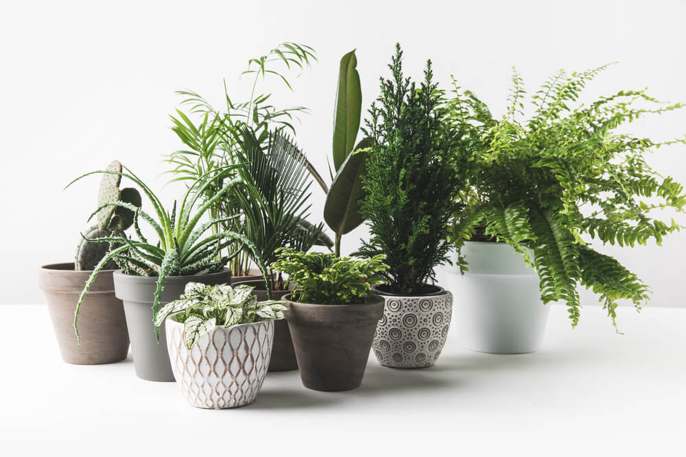 Potted plants. Here are 32 best gifts for single moms to check out.