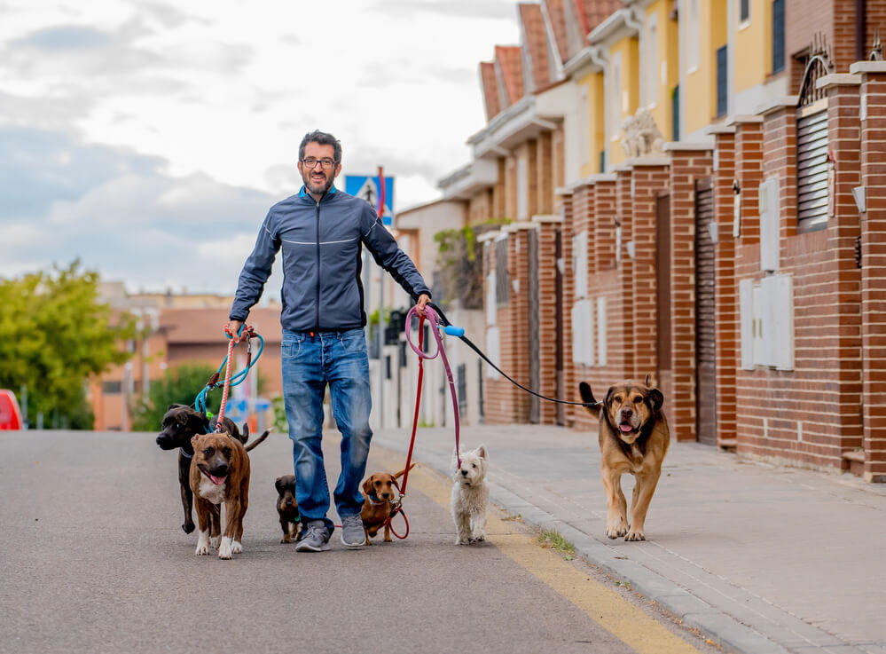 A man walking 6 dogs on a street. Here are 6 places to find a babysitter in 2024. Check them out here.