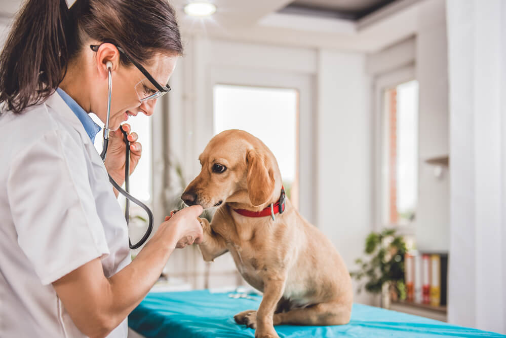 Veterinarian examines a dog. Some vets and animal hospitals offer discounted services with an EBT card.