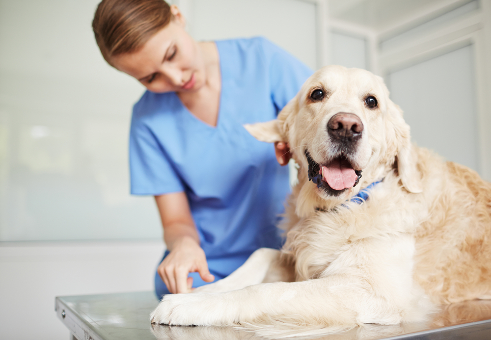 Broke but your pet is sick? Free vets are hard to come by, but there’s hope if you need free pet care.