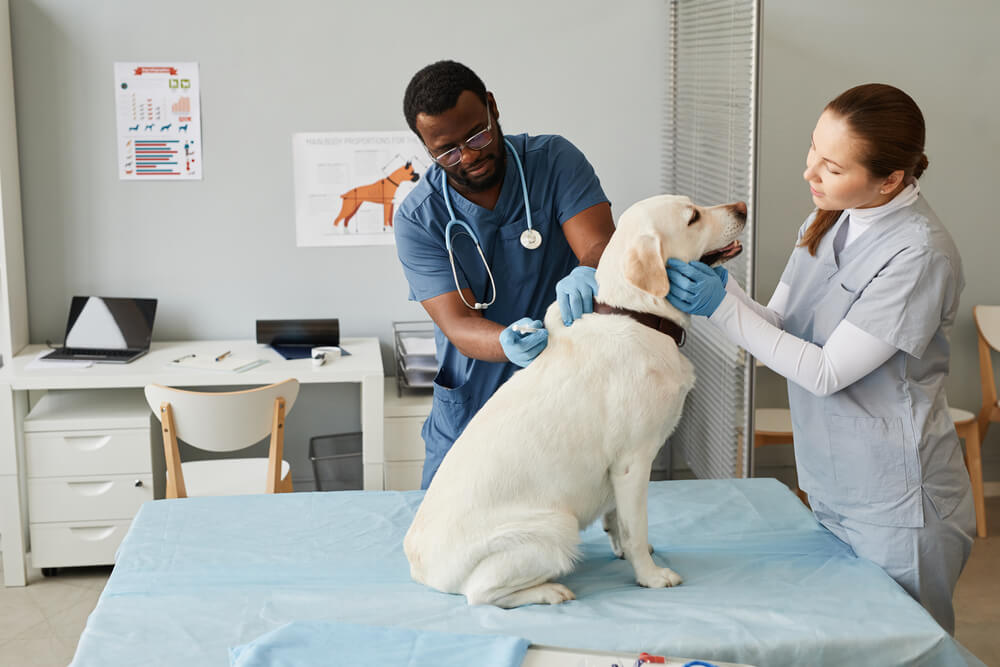 Vets examine dog. Broke but your pet is sick? Free vets are hard to come by, but there’s hope if you need free pet care.