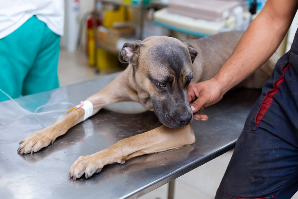 Free emergency vets are hard to come by, but there’s hope if you need free pet care.