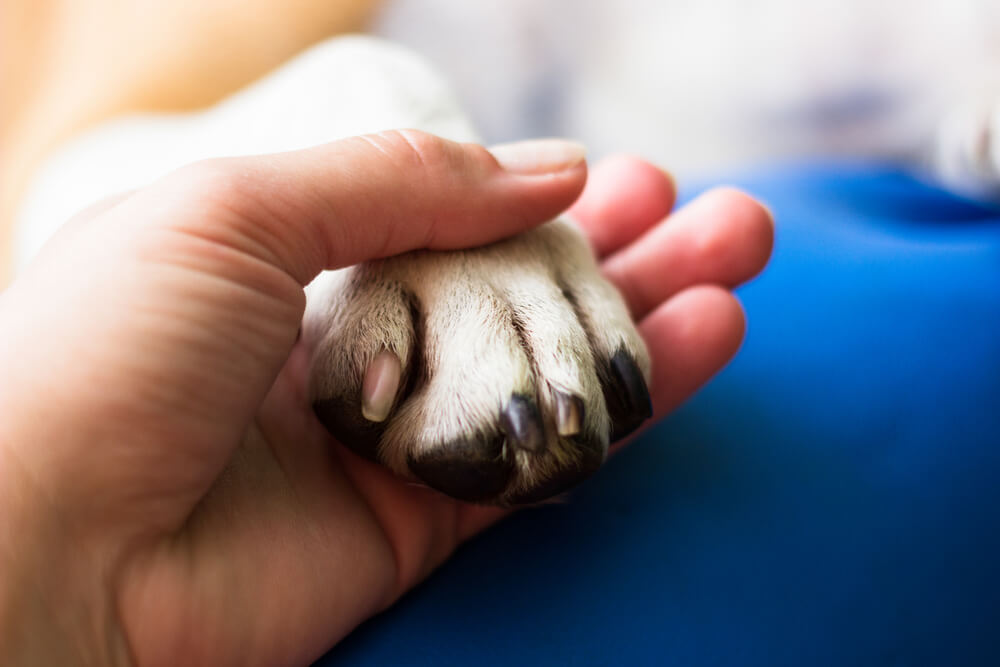 Pet owner holds her dog's paws after euthanasia. Broke but your pet is sick? Free vets are hard to come by, but there’s hope if you need free pet care.