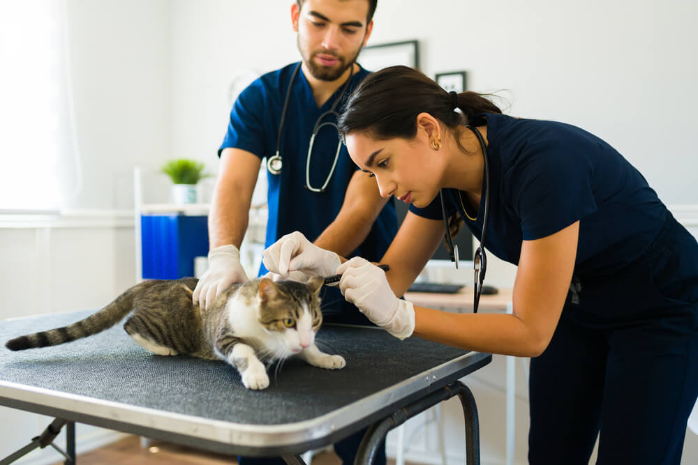 Vet clinic workers examine a cat. Broke but your pet is sick? Free vets are hard to come by, but there’s hope if you need free pet care.