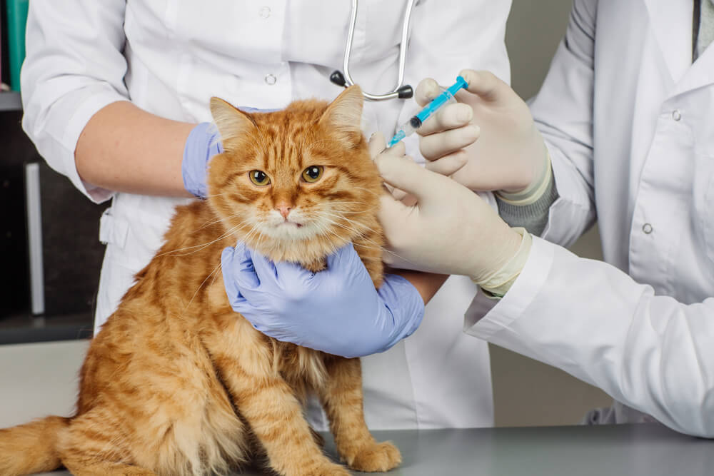 An orange tabby cat receives a vaccine. Broke but your pet is sick? Free vets are hard to come by, but there’s hope if you need free pet care.