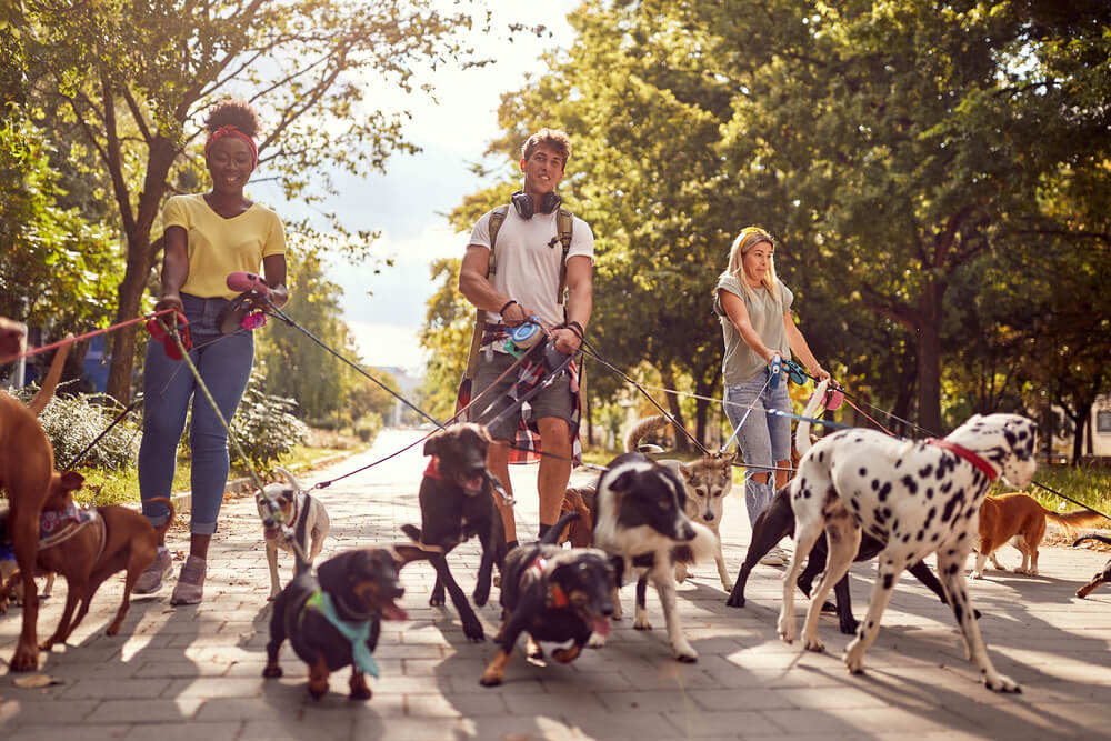 Young teenagers walk dogs. Walking dogs can be a good side hustle if you're looking for a way to earn money, especially if you love dogs.